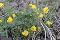 Adonis volgensis