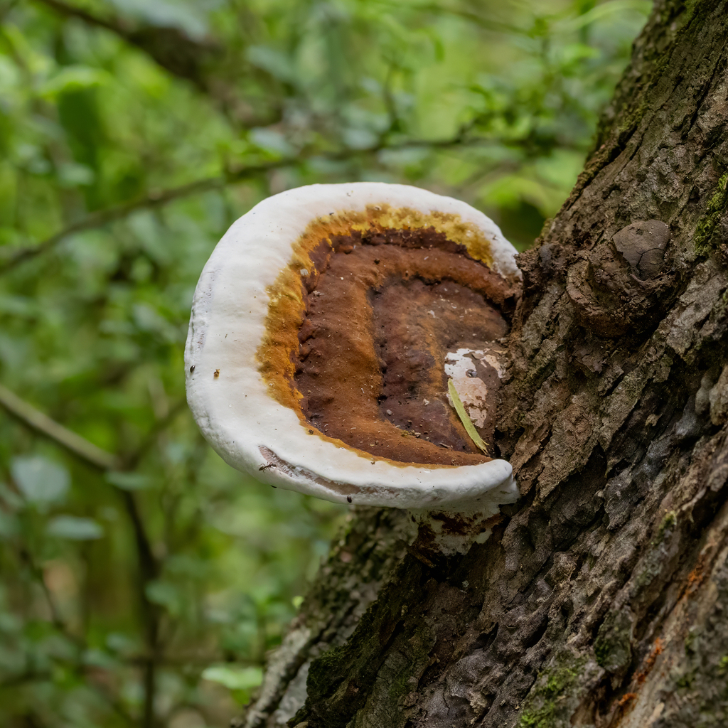 Ganoderma lobatum · June 2026 · photo: Photo: (c) Dan Vickers, some rights reserved (CC BY) · iNaturalist