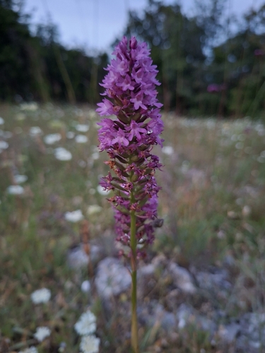 pyramidal orchid