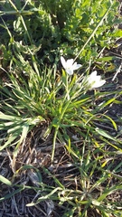 Ornithogalum navaschinii