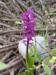 Early Purple Orchid