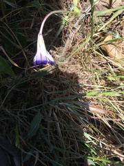 Brodiaea terrestris terrestris