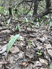Erythronium albidum