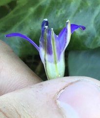 Brodiaea terrestris terrestris