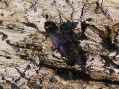 Platydracus violaceus