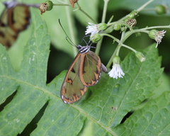 Oleria baizana baizana