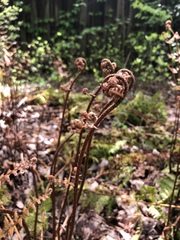 Dryopteris erythrosora