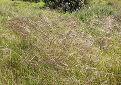 Stipa