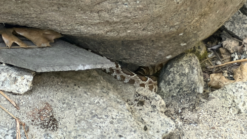 Western Rattlesnake