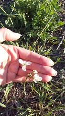 Ornithogalum navaschinii