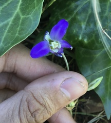 Brodiaea terrestris terrestris