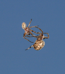 Larinioides suspicax