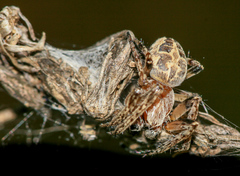 Larinioides suspicax