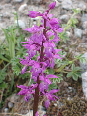 Early Purple Orchid