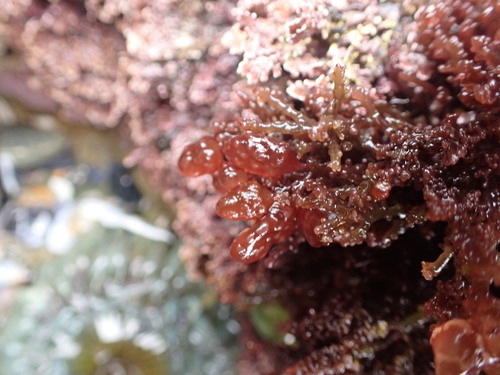 Erythrocystis saccata observed 2026-06-19