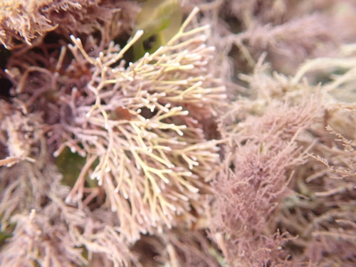 Amphiroa beauvoisii observed 2026-06-19
