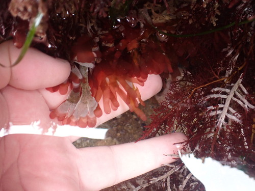 Rhodymenia californica observed 2026-06-19