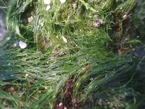 Chaetomorpha linum observed 2026-06-19