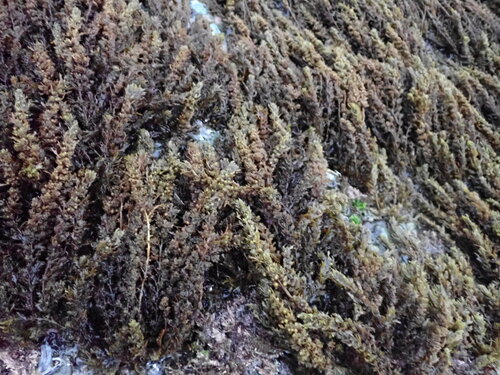 Sargassum agardhianum observed 2026-06-19