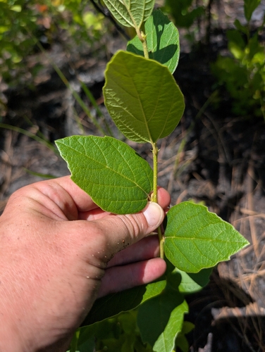 Fothergilla gardenii observed 2026-06-23