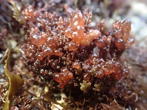 Erythrocystis saccata observed 2026-06-19
