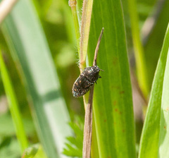 Acmaeodera