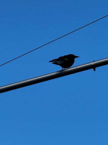 Pied Currawong