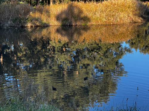 Eurasian Coot