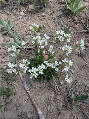 Noccaea fendleri, photograph (c) James H. Thomas, some rights reserved (CC BY)