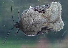 Acleris macdunnoughi