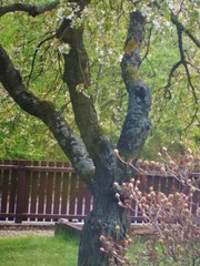 Picus viridis