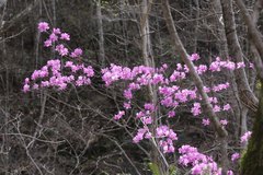 Rhododendron dilatatum dilatatum