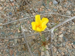 Balbisia peduncularis