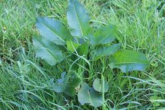 Rumex obtusifolius
