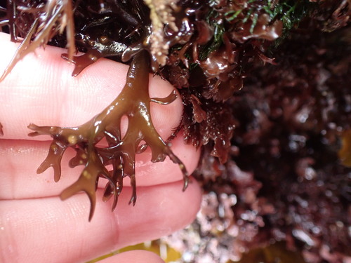 Mazzaella affinis observed 2026-06-19