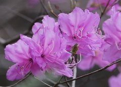 Rhododendron dilatatum dilatatum