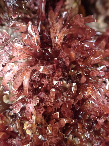 Rhodymenia californica observed 2026-06-19
