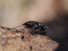Carabus vinctus