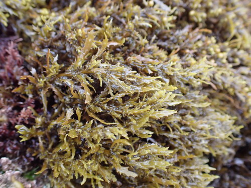 Sargassum agardhianum observed 2026-06-19