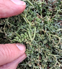 Swine Cress (Lepidium coronopus)