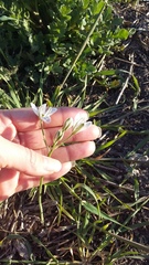 Ornithogalum navaschinii