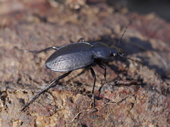 Carabus vinctus