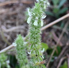 Stachys ocymastrum