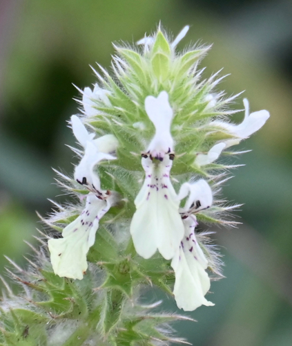 Stachys ocymastrum, photograph 1
