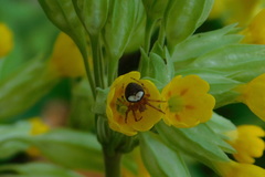 Araneus triguttatus