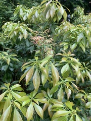 Pieris