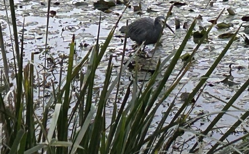 White-faced Heron