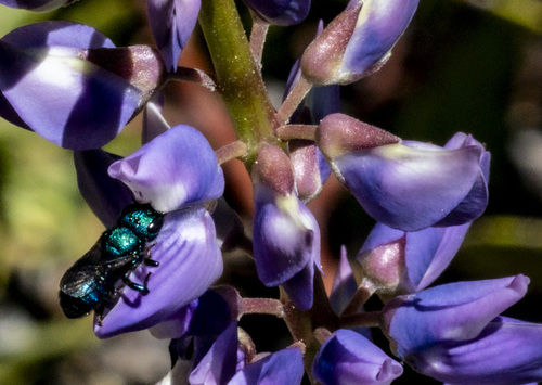 iNaturalist observation photo of Green Small-Mason