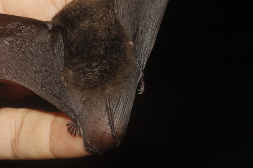 Northern Hairy-legged Myotis