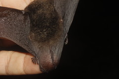 Northern Hairy-Legged Myotis photo 2